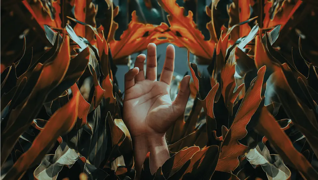 Photo of a human hand reaching up through the leaves of a tree