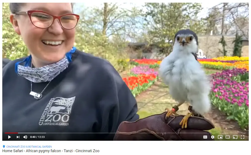 Screenshot of a Home Safari video from the Cincinnati Zoo & Botanical Garden showing a female zoo staffer holding an African pygmy falcon, as an example of a nonprofit showing creative capacity (photo courtesy of the Cincinnati Zoo & Botanical Garden)