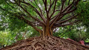Photo of a large Banyan tree with a complex root structure