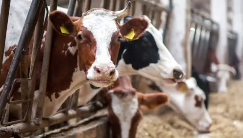 Photo of several cows behind barricades in a large barn, representing animal protection and animal welfare